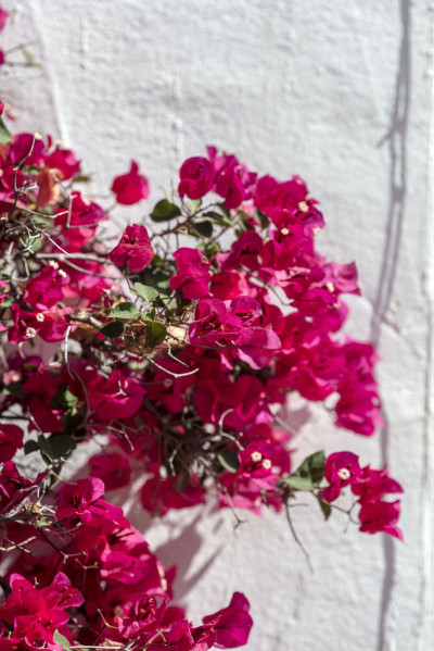 3 Bedroom Ground Floor Apartment in Nueva Andalucía - Image 3